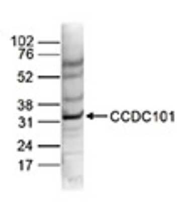 Western Blot: CCDC101 Antibody [NBP3-18637]