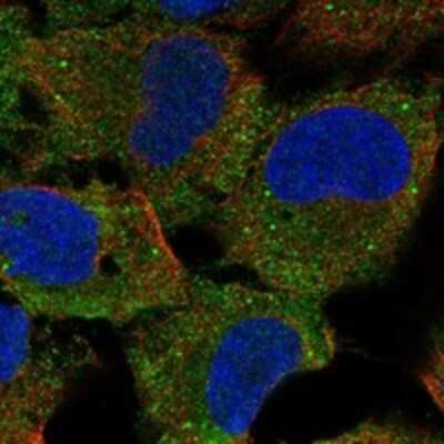 Immunocytochemistry/ Immunofluorescence: CCDC108 Antibody [NBP3-17475]