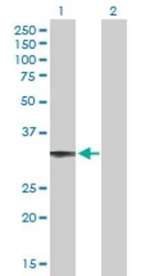 Western Blot: CCDC108 Antibody [H00255101-B01P]