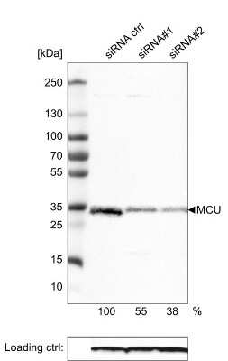 Western Blot: CCDC109A Antibody (CL3576) [NBP2-59029]