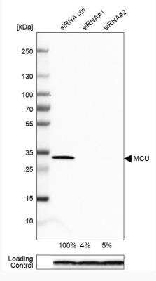 Western Blot: CCDC109A Antibody [NBP1-88534]