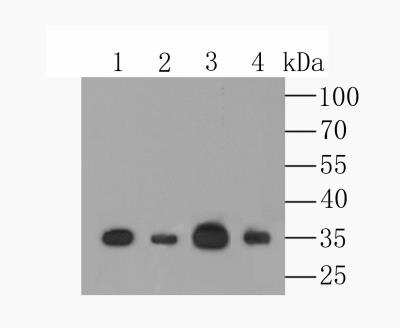 Western Blot: CCDC109A Antibody [NBP2-76948]