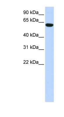 Western Blot: CCDC11 Antibody [NBP1-56790]