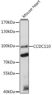 Western Blot: CCDC110 AntibodyAzide and BSA Free [NBP2-92307]