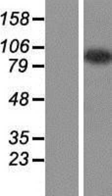 Western Blot: CCDC110 Overexpression Lysate [NBP2-05306]