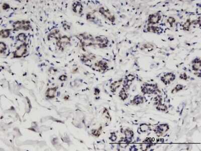 Immunohistochemistry-Paraffin: CCDC115 Antibody (4E9) [H00084317-M05]