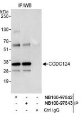 Immunoprecipitation: CCDC124 Antibody [NB100-97842]