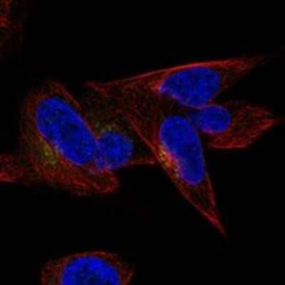 Immunocytochemistry/ Immunofluorescence: CCDC126 Antibody [NBP3-17476]