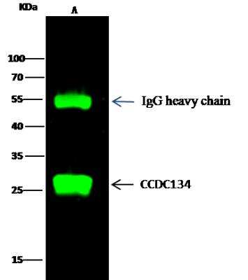 Immunoprecipitation: CCDC134 Antibody (026) [NBP2-90189]