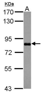 Western Blot: CCDC14 Antibody [NBP2-15742]