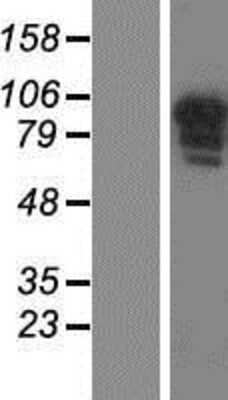 Western Blot: CCDC144B Overexpression Lysate [NBP2-04849]