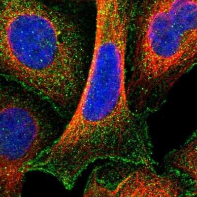 Immunocytochemistry/ Immunofluorescence: CCDC144NL Antibody [NBP2-14448]