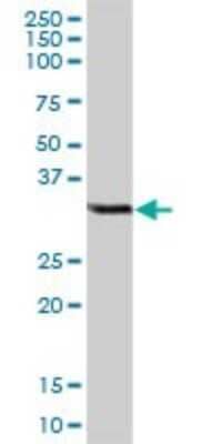 Western Blot: CCDC148 Antibody [H00130940-B01P]