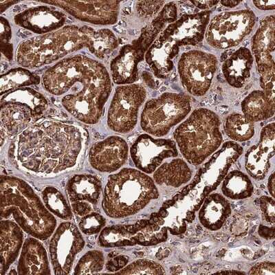 Immunohistochemistry-Paraffin: CCDC15 Antibody [NBP1-82263]