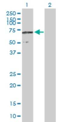 Western Blot: CCDC155 Antibody [H00147872-B01P]