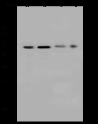 Western Blot: CCDC16 Antibody [NBP2-97135]