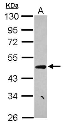 Western Blot: CCDC17 Antibody [NBP2-15746]