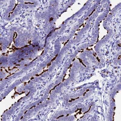 Immunohistochemistry-Paraffin: CCDC19 Antibody [NBP1-91758]