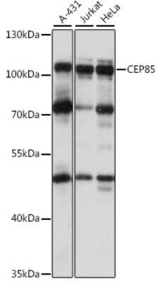 Western Blot: CCDC21 AntibodyAzide and BSA Free [NBP2-92272]