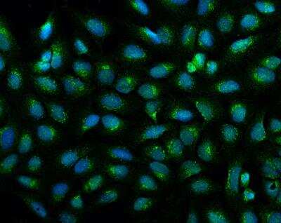 Immunocytochemistry/ Immunofluorescence: CCDC25 Antibody [NBP3-12565]