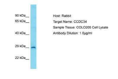 Western Blot: CCDC34 Antibody [NBP2-82578]