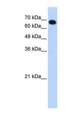 Western Blot: CCDC38 Antibody [NBP1-56363]