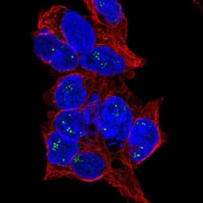 Immunocytochemistry/ Immunofluorescence: CCDC4 Antibody [NBP1-88163]