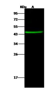 Western Blot: CCDC42 Antibody [NBP3-06102]