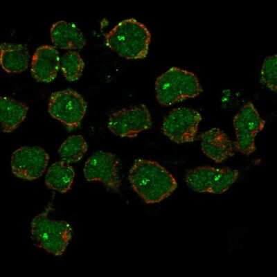 Immunocytochemistry/ Immunofluorescence: CCDC42B Antibody [NBP2-14643]