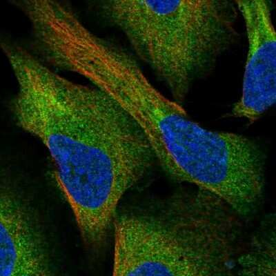 Immunocytochemistry/ Immunofluorescence: CCDC43 Antibody [NBP1-83536]