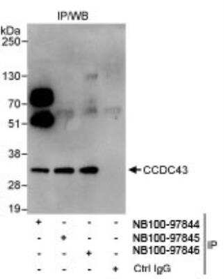 Immunoprecipitation: CCDC43 Antibody [NB100-97845]