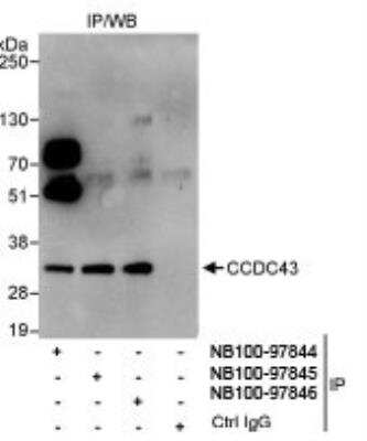 Immunoprecipitation: CCDC43 Antibody [NB100-97846]