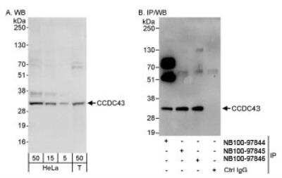 Western Blot: CCDC43 Antibody [NB100-97844]