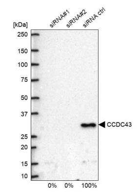 Western Blot: CCDC43 Antibody [NBP1-83536]