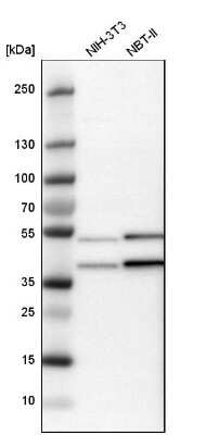 Western Blot: CCDC51 Antibody [NBP1-82303]