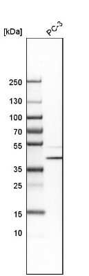 Western Blot: CCDC51 Antibody [NBP1-82303]