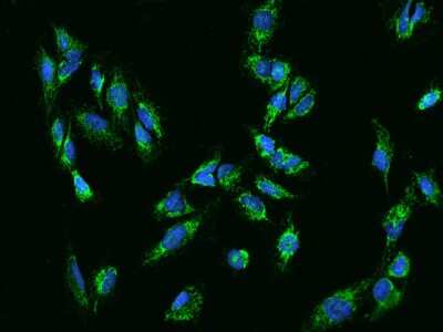 Immunocytochemistry/ Immunofluorescence: CCDC56 Antibody [NBP2-98126]