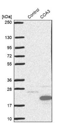 Western Blot: CCDC56 Antibody [NBP1-81684]