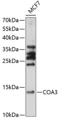 Western Blot: CCDC56 AntibodyAzide and BSA Free [NBP2-92173]