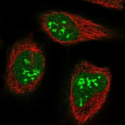 Immunocytochemistry/ Immunofluorescence: CCDC59 Antibody [NBP1-88368]