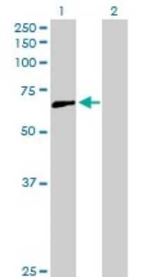 Western Blot: CCDC6 Antibody [H00008030-D01P]