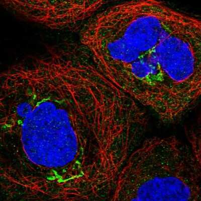 Immunocytochemistry/ Immunofluorescence: CCDC68 Antibody [NBP2-47519]