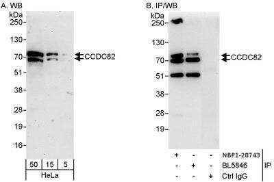 Immunoprecipitation: CCDC82 Antibody [NBP1-28743]