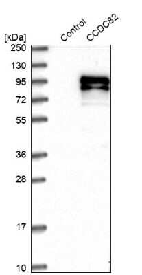 Western Blot: CCDC82 Antibody [NBP1-83583]