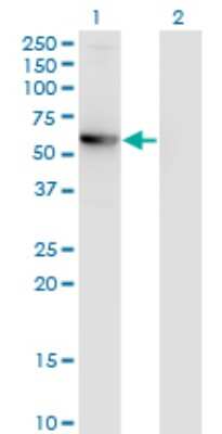 Western Blot: CCDC83 Antibody (3E3) [H00220047-M01]