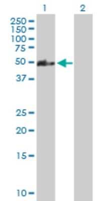 Western Blot: CCDC83 Antibody [H00220047-B01P]