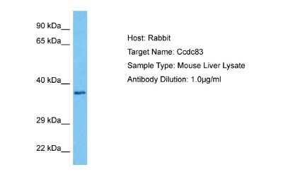 Western Blot: CCDC83 Antibody [NBP2-88779]