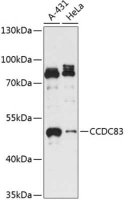 Western Blot: CCDC83 AntibodyAzide and BSA Free [NBP2-92167]