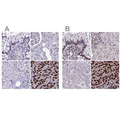 Immunohistochemistry-Paraffin: CCDC86 Antibody [NBP1-93500]