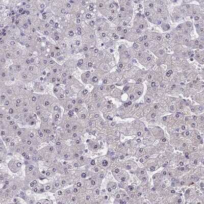 Immunohistochemistry-Paraffin: CCDC86 Antibody [NBP1-93501]